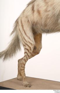 Striped Hyena Hyaena hyaena leg 0012.jpg